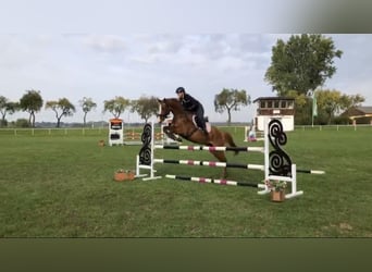 Mecklenburger warmbloed, Merrie, 10 Jaar, 167 cm, Vos