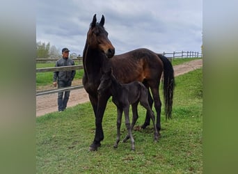 Mecklenburger warmbloed, Merrie, 10 Jaar, 168 cm, Bruin