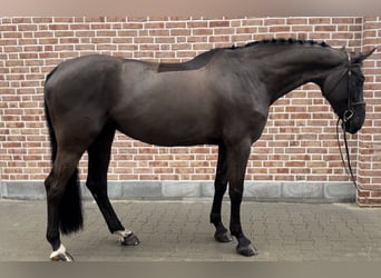 Mecklenburger warmbloed, Merrie, 10 Jaar, Zwart