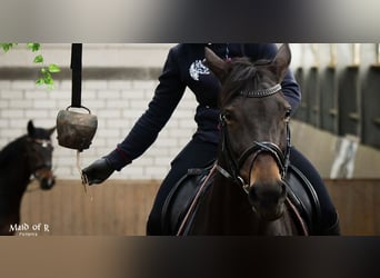 Mecklenburger warmbloed, Merrie, 11 Jaar, 164 cm, Donkerbruin