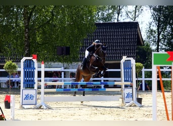 Mecklenburger warmbloed, Merrie, 11 Jaar, 164 cm, Donkerbruin