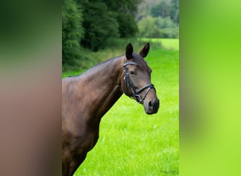 Mecklenburger warmbloed, Merrie, 11 Jaar, 164 cm, Donkerbruin