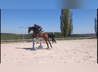 Mecklenburger warmbloed, Merrie, 11 Jaar, 164 cm, Lichtbruin