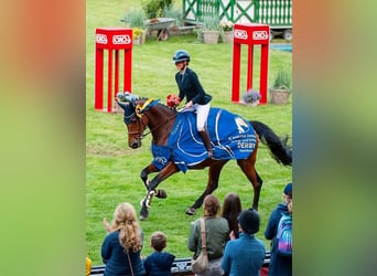 Mecklenburger warmbloed, Merrie, 11 Jaar, 172 cm, Bruin
