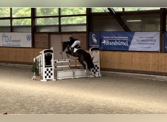 Mecklenburger warmbloed, Merrie, 12 Jaar, 172 cm, Donkerbruin