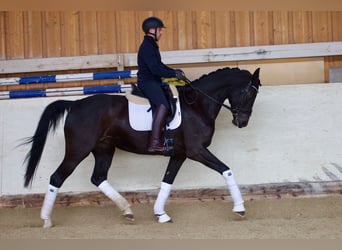 Mecklenburger warmbloed, Merrie, 12 Jaar, 173 cm, Zwartbruin