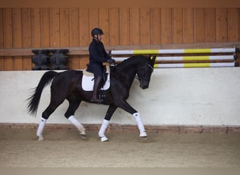 Mecklenburger warmbloed, Merrie, 12 Jaar, 173 cm, Zwartbruin