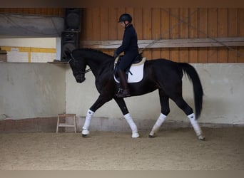 Mecklenburger warmbloed, Merrie, 12 Jaar, 173 cm, Zwartbruin