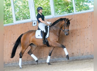 Mecklenburger warmbloed, Merrie, 12 Jaar, 174 cm, Bruin