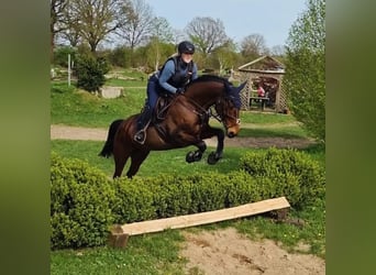 Mecklenburger warmbloed, Merrie, 13 Jaar, 170 cm, Bruin