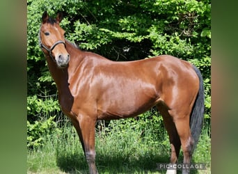 Mecklenburger warmbloed, Merrie, 13 Jaar, 174 cm, Donkerbruin