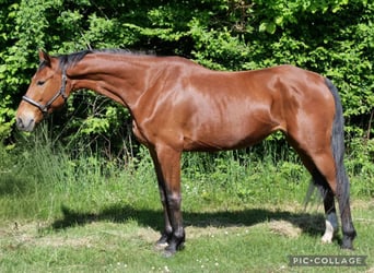 Mecklenburger warmbloed, Merrie, 13 Jaar, 174 cm, Donkerbruin