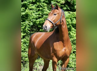 Mecklenburger warmbloed, Merrie, 13 Jaar, 174 cm, Donkerbruin