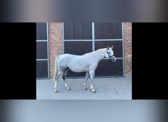 Mecklenburger warmbloed, Merrie, 14 Jaar, 169 cm, Schimmel