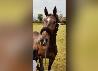 Mecklenburger warmbloed, Merrie, 14 Jaar, 170 cm, Donkerbruin