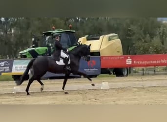 Mecklenburger warmbloed, Merrie, 14 Jaar, 180 cm, Zwart