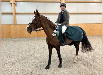 Mecklenburger warmbloed, Merrie, 14 Jaar, Donkere-vos