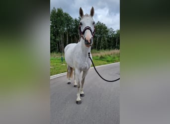 Mecklenburger warmbloed, Merrie, 16 Jaar, 159 cm, Schimmel