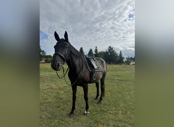 Mecklenburger warmbloed, Merrie, 17 Jaar, 171 cm, Zwart