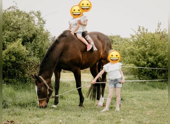 Mecklenburger warmbloed, Merrie, 19 Jaar, 165 cm, Donkerbruin