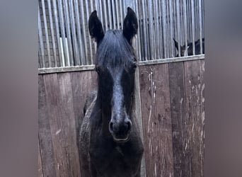 Mecklenburger warmbloed Mix, Merrie, 1 Jaar, 163 cm, Donkerbruin