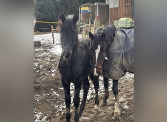 Mecklenburger warmbloed Mix, Merrie, 1 Jaar, 163 cm, Donkerbruin