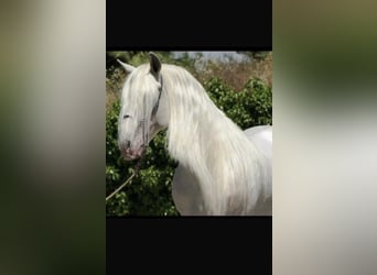 Mecklenburger warmbloed Mix, Merrie, 1 Jaar, 163 cm, Donkerbruin