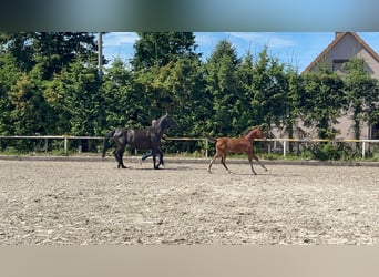 Mecklenburger warmbloed, Merrie, 1 Jaar, 168 cm, Donkerbruin