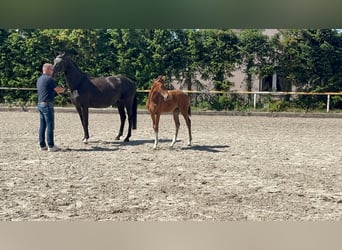 Mecklenburger warmbloed, Merrie, 1 Jaar, 168 cm, Donkerbruin