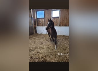 Mecklenburger warmbloed, Merrie, 1 Jaar, 170 cm, Donkere-vos