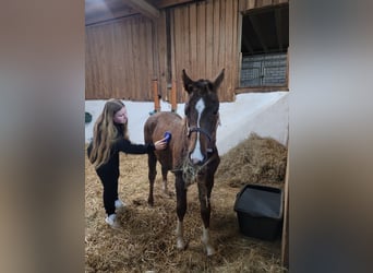 Mecklenburger warmbloed, Merrie, 1 Jaar, 170 cm, Donkere-vos