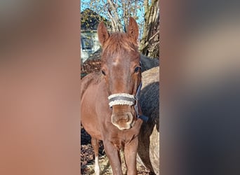 Mecklenburger warmbloed, Merrie, 1 Jaar, 170 cm, Donkere-vos