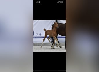 Mecklenburger warmbloed, Merrie, 1 Jaar, 170 cm, Donkere-vos