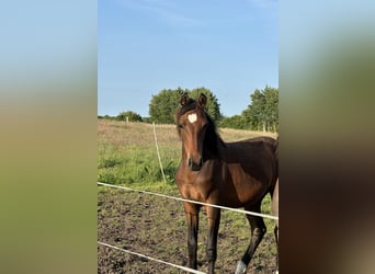 Mecklenburger warmbloed, Merrie, 1 Jaar, Bruin