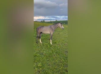 Mecklenburger warmbloed, Merrie, 2 Jaar, 160 cm, kan schimmel zijn