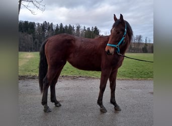 Mecklenburger warmbloed, Merrie, 3 Jaar, 162 cm, Bruin