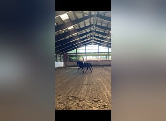 Mecklenburger warmbloed, Merrie, 3 Jaar, 169 cm, Bruin