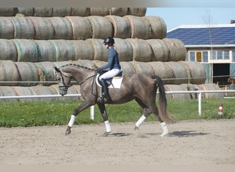 Mecklenburger warmbloed, Merrie, 3 Jaar, 175 cm, Schimmel
