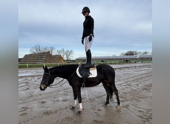 Mecklenburger warmbloed, Merrie, 4 Jaar, 158 cm, Zwartbruin