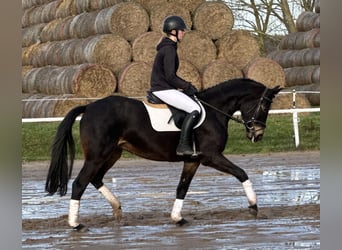 Mecklenburger warmbloed, Merrie, 4 Jaar, 158 cm, Zwartbruin