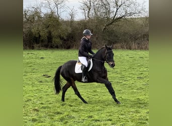 Mecklenburger warmbloed, Merrie, 4 Jaar, 158 cm, Zwartbruin