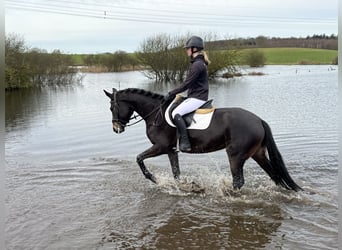 Mecklenburger warmbloed, Merrie, 4 Jaar, 158 cm, Zwartbruin