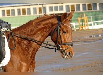 Mecklenburger warmbloed, Merrie, 4 Jaar, 160 cm, Vos