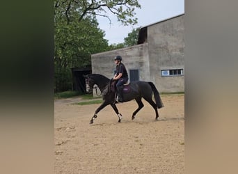 Mecklenburger warmbloed, Merrie, 4 Jaar, 163 cm, Schimmel