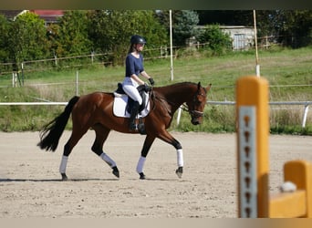 Mecklenburger warmbloed, Merrie, 4 Jaar, 166 cm, Brauner