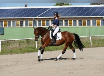 Mecklenburger warmbloed, Merrie, 4 Jaar, 166 cm, Brauner