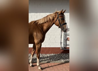 Mecklenburger warmbloed, Merrie, 4 Jaar, 167 cm, Vos
