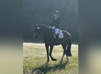 Mecklenburger warmbloed, Merrie, 4 Jaar, 167 cm, Zwartbruin