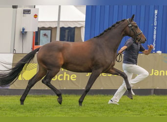 Mecklenburger warmbloed, Merrie, 4 Jaar, 168 cm, Donkerbruin