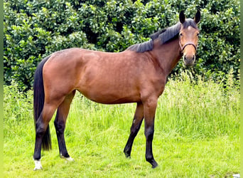 Mecklenburger warmbloed, Merrie, 4 Jaar, 175 cm, Bruin